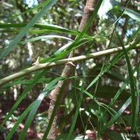 Asparagus falcatus L.